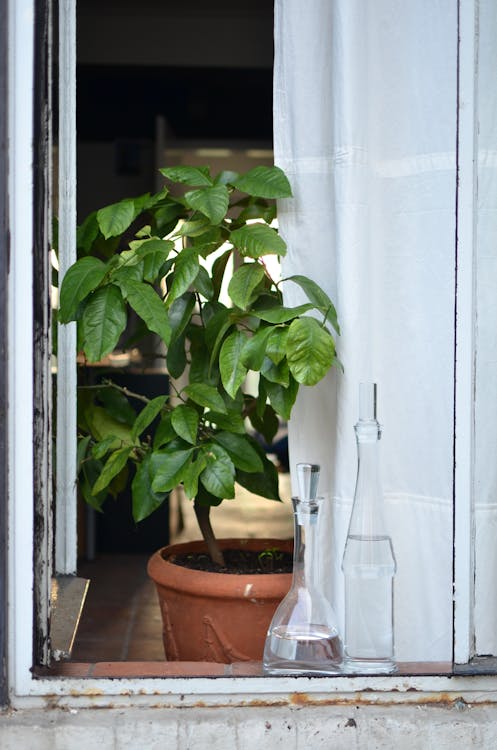 Potted plant on windowsill in room