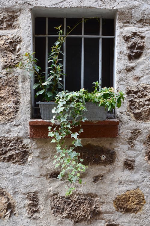 Pianta Verde Sulla Pentola Di Terracotta Marrone