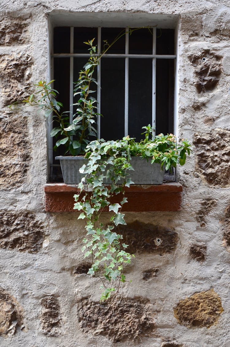 Stone Wall With Potted Plant On Windowsill Near Window Grill