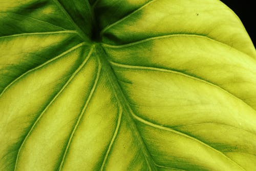 Green Leaf in Close Up Photography