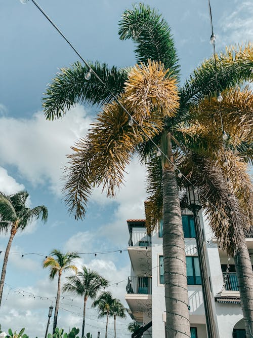 deniz kenarı, Florida, Palmiye içeren Ücretsiz stok fotoğraf