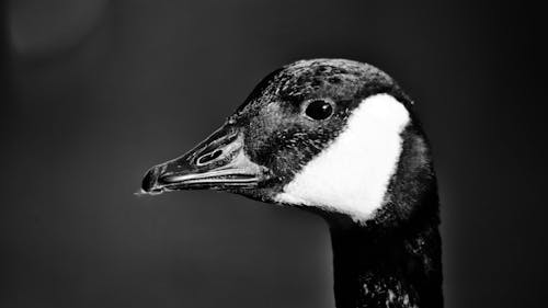 Grayscale Photography of a Goose in Macro Shot