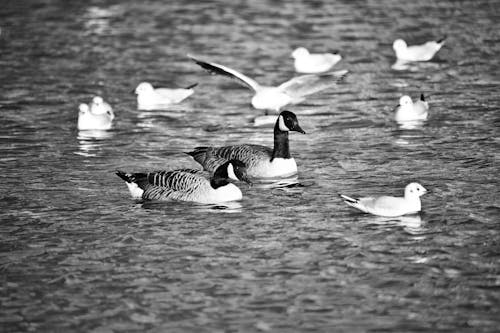 Grayscale Photography of Some Birds and Geese Swimming in a Lake