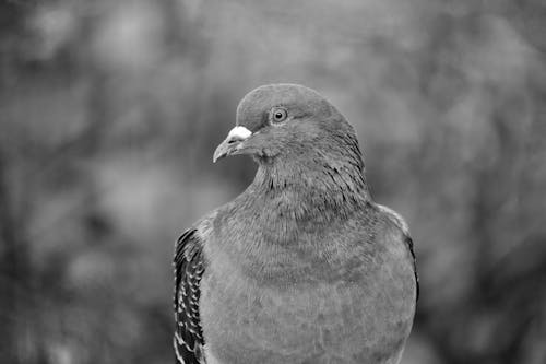 Free A Gray and Black Pigeon in Macro Photography Stock Photo