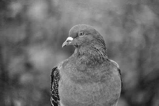 Black and white close-up photo of a pigeon showcasing its detailed feathers and beak.