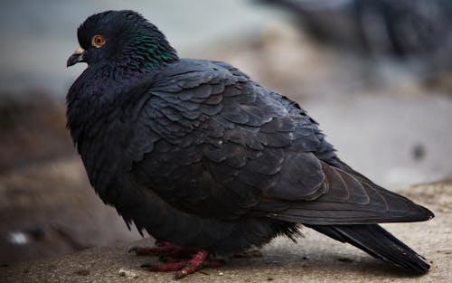 A Black Pigeon in Close Up Photography