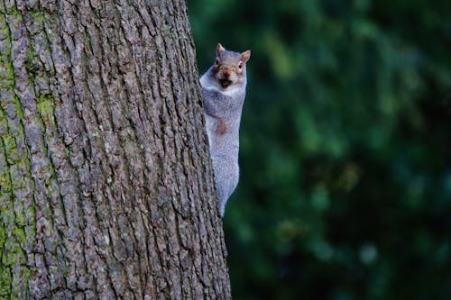 A Gray and White Squirrel on a Tree Trunk