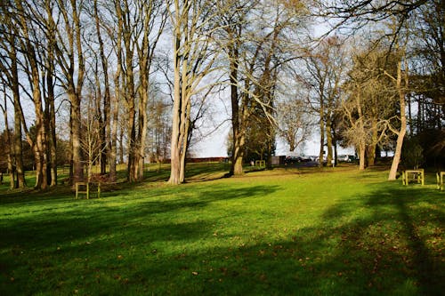 Gratis stockfoto met bomen, gazon, gras