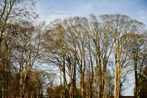 Leafless Trees in Autumn