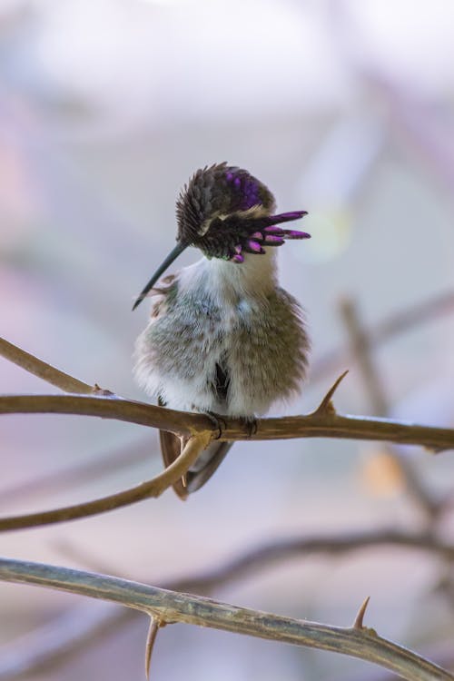 A Beautiful Costas Hummingbird Perched on a Thorny Tree Branch