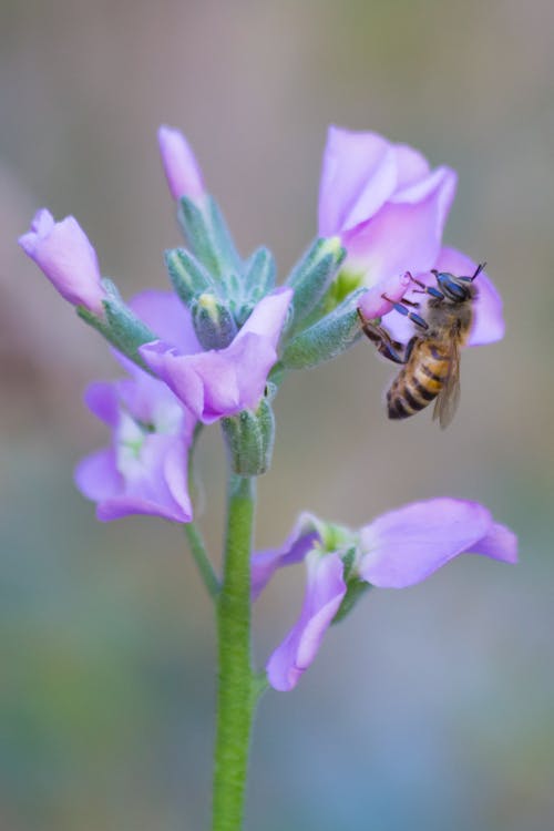 Close-up Shot of a Honeybee Perched on Purple Flower