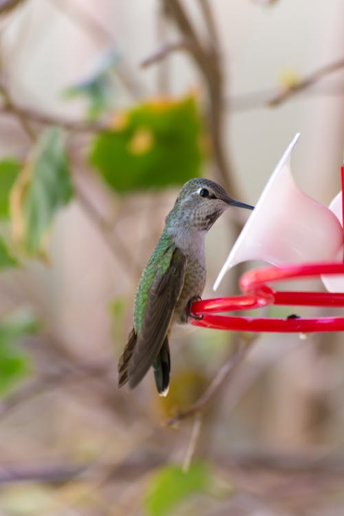 Free A Green Humming Bird Perched on a Red and White Bird Feeder Stock Photo