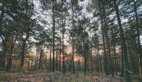 Free Tranquil forest scene with sunlight streaming through tall trees, capturing nature’s beauty. Stock Photo
