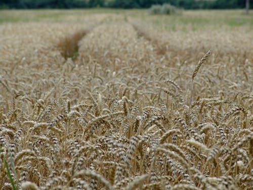 Free Photo of a Brown Wheat Field Stock Photo