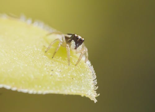 Sassacus Vitis Spider on Yellow Leaf