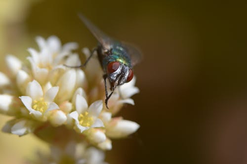 A Fly on White Flowers