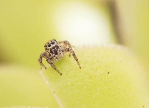 Close Up of Spider 