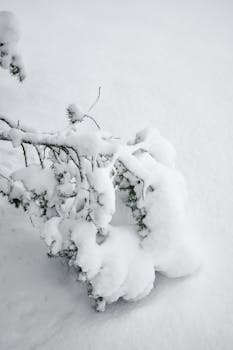 Snow-laden tree branch in Estonia, showcasing winter's serene beauty.