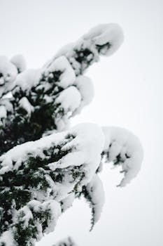 Close-up of snow-laden evergreen branches against a white winter sky in Estonia.