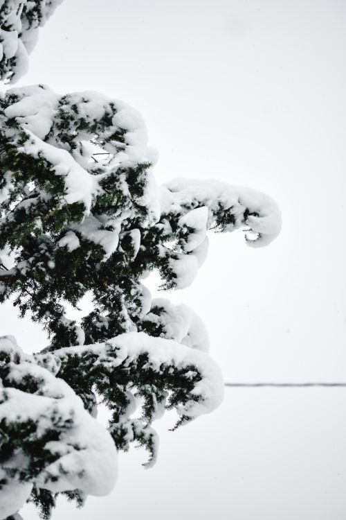 Free Close-up of a snow-covered tree branch in a winter landscape, Estonia. Stock Photo