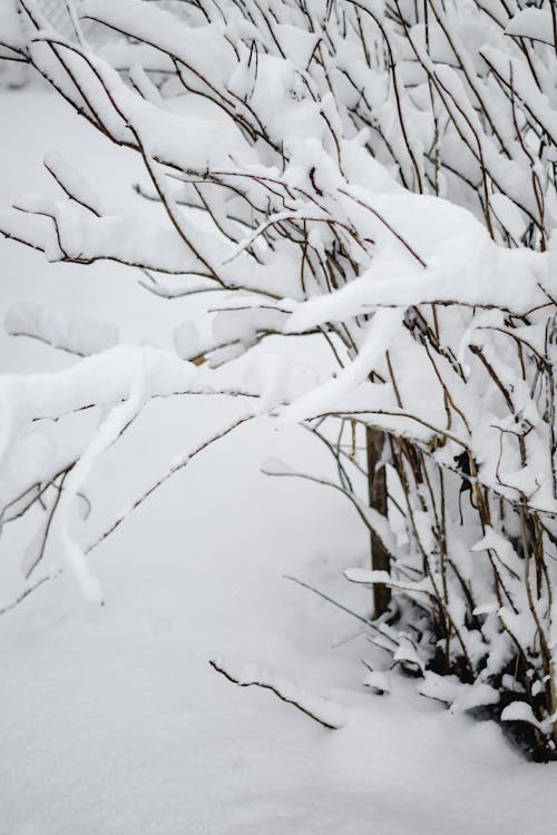 Kostenlos Brauner Blattloser Baum, Der Vom Schnee Bedeckt Wird Stock-Foto