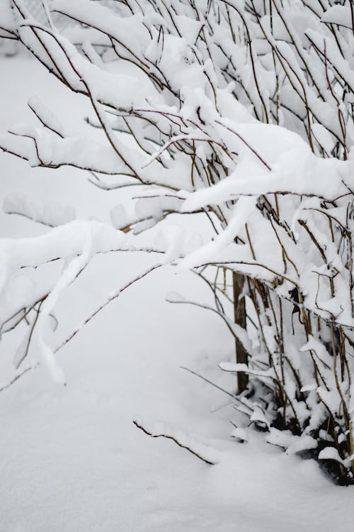 布朗無葉的樹被雪覆蓋