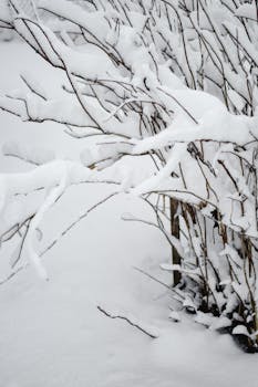 Close-up of snow-covered branches in a frosty Estonian winter scene.