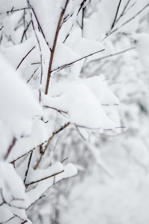 棕色樹枝覆蓋著雪