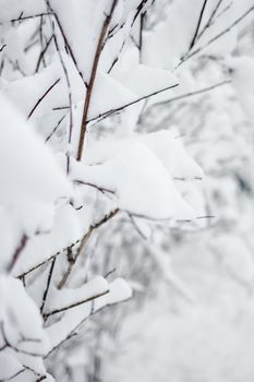Close-up view of snow-covered branches in Estonia showcasing a serene winter landscape.