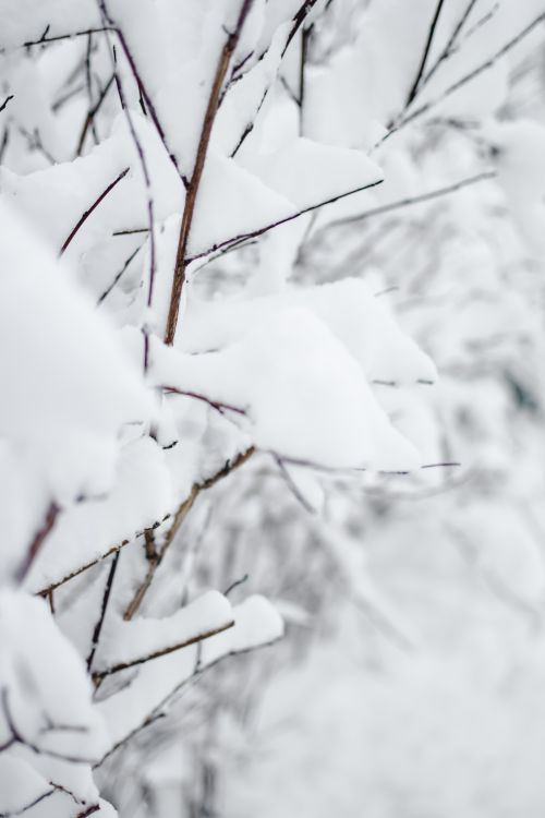 Free Close-up view of snow-covered branches in Estonia showcasing a serene winter landscape. Stock Photo