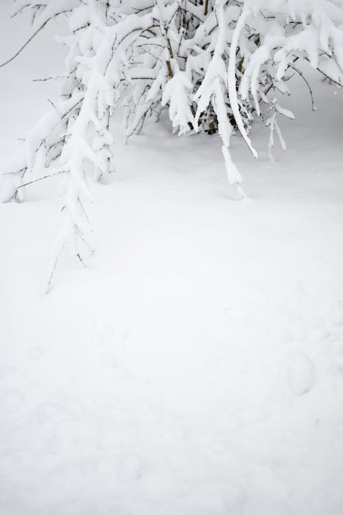 Snow on Ground around Tree Branches
