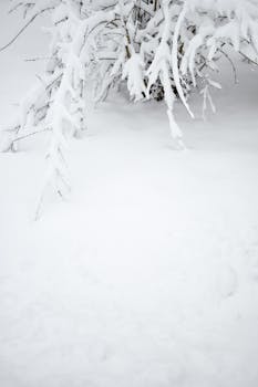 A peaceful snowy landscape with snow-laden branches in Estonia, capturing winter's tranquility.