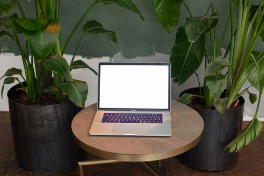 Laptop on round table surrounded by lush indoor plants for a fresh workspace look.