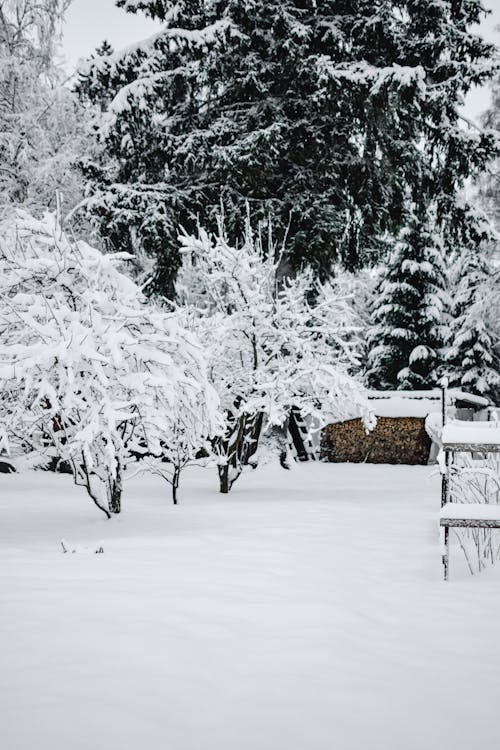 Snow Covered Trees 