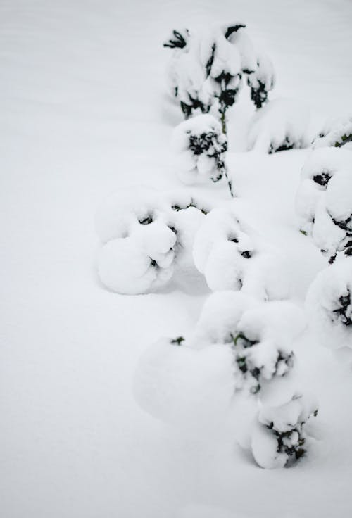 白い雪に覆われた植物