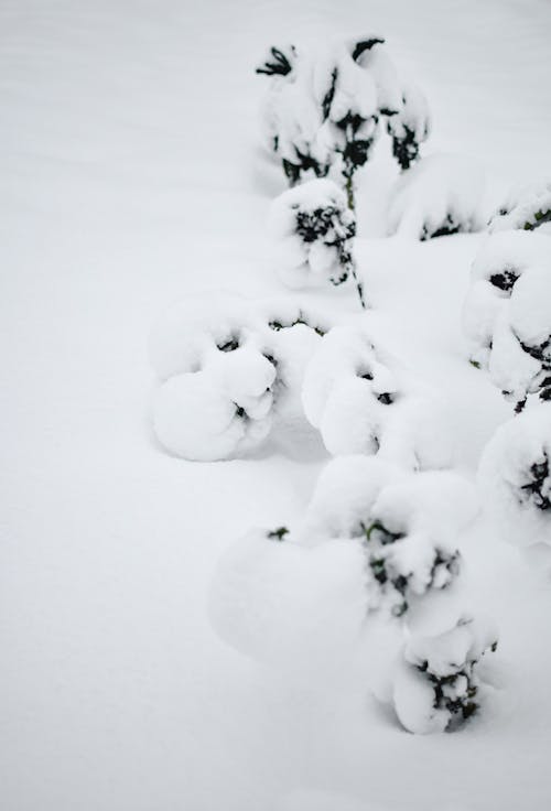 White Snow Covered Plants