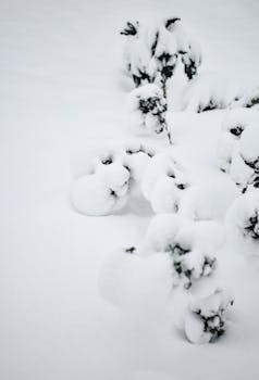 Snow-blanketed plants create a serene winter scene in Estonia.