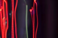 Free stock photo of abstract, anatomy, art