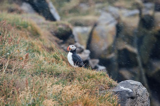 A solitary Atlantic puffin perched on grassy cliffs during a rainy day in Iceland.