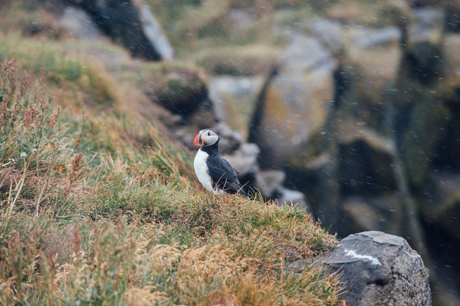 A solitary Atlantic puffin perched on grassy cliffs during a rainy day in Iceland.