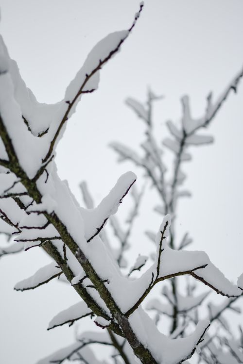Free Close-up of snow-laden branches against a winter sky in Estonia. Stock Photo