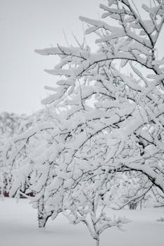 Serene winter landscape with snow-laden branches capturing the tranquility of an Estonian winter.