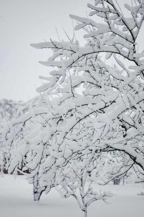 Free Serene winter landscape with snow-laden branches capturing the tranquility of an Estonian winter. Stock Photo