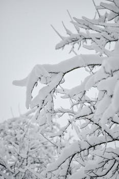 Close-up of snow-covered bare tree branches in Estonia during winter.