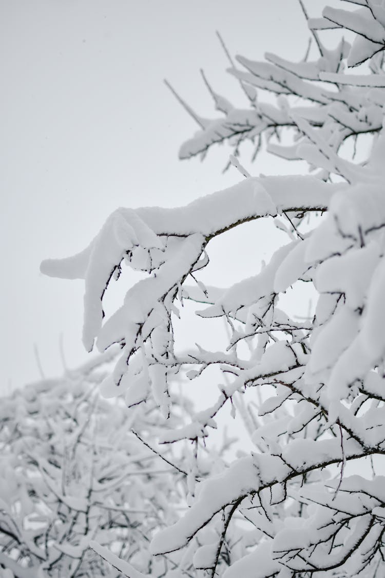 Snow Covered Branches