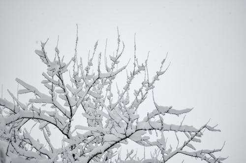 Witte En Zwarte Boomtak