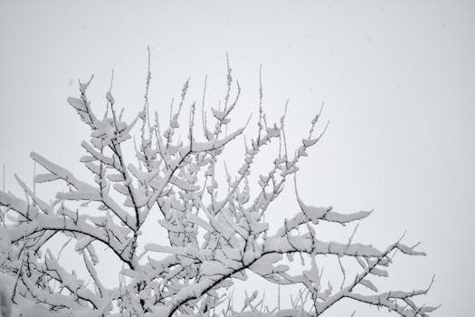 Serene winter scene of snow-laden tree branches in Estonia's frosty landscape.