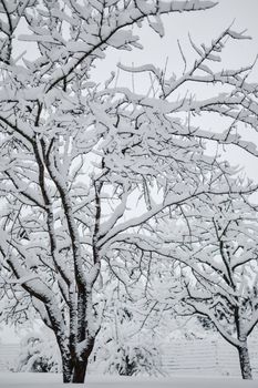 Captivating image of snow-laden trees creating a serene winter scene in Estonia.