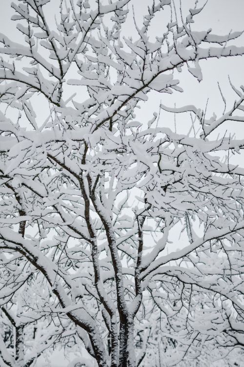 Free Snow-laden tree branches create a frosty winter scene in the Estonian outdoors. Stock Photo