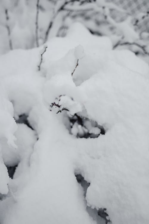 Schneebedeckte Pflanze Am Boden